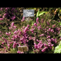 Bruyere - Erica Carnea (fam. Ericacees) (Alpes, Europe Centrale & Meridionale) (10)